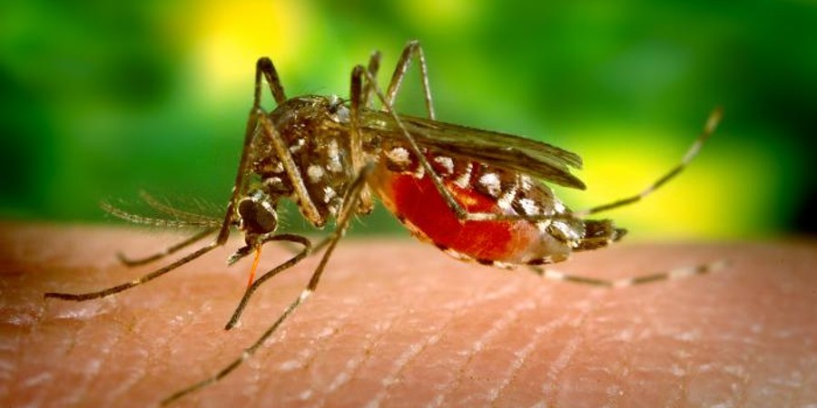 «Ξύπνησε» και πάλι ο εφιάλτης των κουνουπιών aegypti και Aedes albopictus - Μέτρα από Υπ. Υγείας 